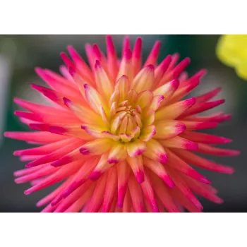 Red Dahlia Plant 